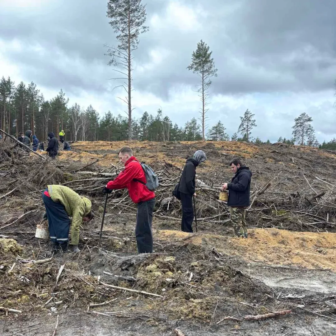 Участвуем в акции по посадке леса 